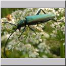 Aromia moschata - Moschusbock 05.jpg